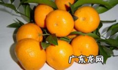 蜜橘籽怎么种植方法 蜜橘籽怎么种