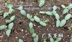 种子怎么催芽 黄瓜种子怎么催芽最好