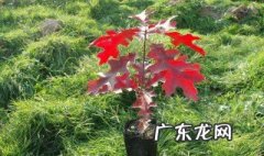 红橡树种怎么种 红橡树种怎么种植
