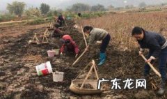 马蹄怎么种出来的视频 马蹄怎么种出来的