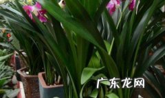 带苞的墨兰怎么养 墨兰的花苞