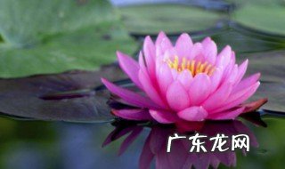 莲花种子应该怎么种 莲花种子怎么种才好