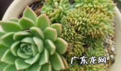 百合种球土培 百合土球怎么种植方法