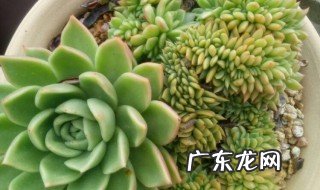 百合种球土培 百合土球怎么种植方法