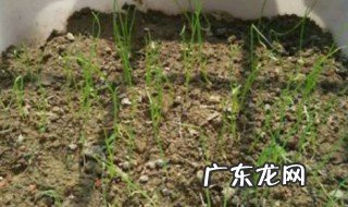 小葱怎么种盆栽好 小葱怎么种盆栽