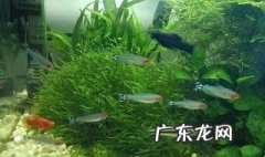 养鱼怎么给水加氧气 养鱼的水怎么加氧气