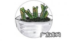 松针怎么制做花肥 松针怎么制作花肥