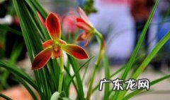 兰花开花了怎么办怎么养护 兰花开花了怎么办