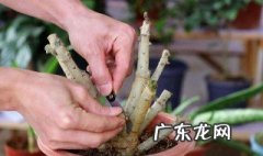 玫瑰花杆怎么扦插成活率高 玫瑰花杆怎么扦插