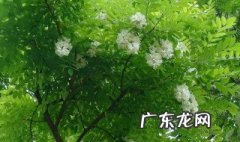 怎么辨别槐树 怎么识别槐花呢
