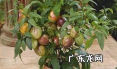 水果怎么种才好吃 水果怎么种才好吃呢