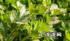 在家芹菜怎么种植方法 在家芹菜怎么种植
