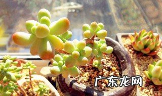 多肉幼株怎么种植方法 多肉幼株怎么种