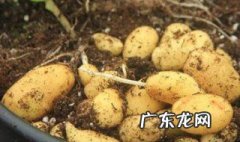 土豆怎么在花盆种 土豆怎么在花盆种植
