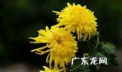 菊花冬天怎么换盆视频 菊花冬天怎么换盆