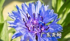 怎么养矢车菊花盆栽 怎么养矢车菊