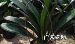 养花如何合理施用氮肥 怎么给花补氮肥