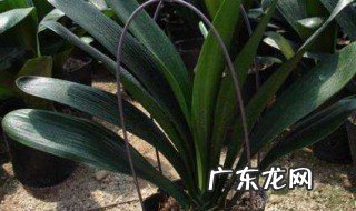 养花如何合理施用氮肥 怎么给花补氮肥