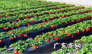 草莓应怎么种才能结果 草莓应怎么种