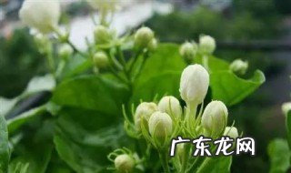 怎么管理茉莉花种子 怎么管理茉莉花