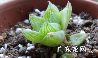 玉露的作用与功效禁忌 玉露的作用与功效