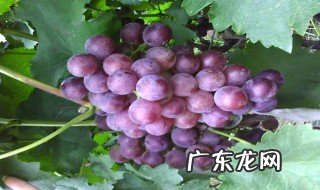 嘉宝果和葡萄有啥区别图片 嘉宝果和葡萄有啥区别