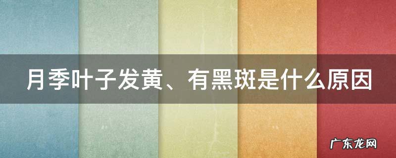 月季叶子发黄,有黑斑是什么原因引起的 月季叶子发黄、有黑斑是什么原因