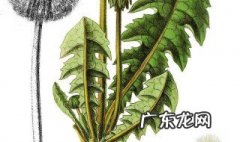 蒲公英根茶怎么制作窍门 蒲公英根茶怎么制作窍门和功效