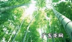 做纸的竹子是哪种竹子 做纸用的是什么竹