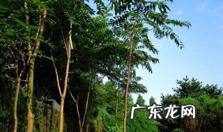 香椿树长什么样 香椿树长什么样的