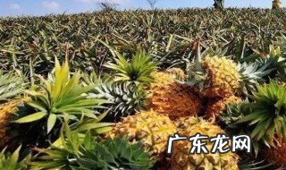 阳台如何养菠萝 阳台如何养菠萝花