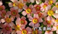 种花长虫子怎么办 种花出现小虫子怎么办