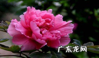兰州榆中牡丹园周边农家乐 榆中牡丹园阳历几月去最好