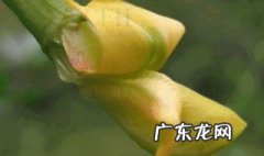 阳雀花是什么样子 阳雀花怎么晒干