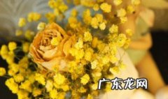 干花满天星养护 干花满天星买回来怎样养