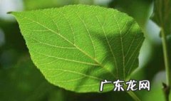 核桃草功效与作用图片 核桃草功效与作用