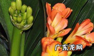 水培君子兰怎么种 水培君子兰怎么种植视频