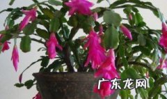 蟹爪兰每盆栽几棵比较合适养 蟹爪兰每盆栽几棵比较合适