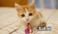 小猫什么时候才能睁眼睛 小猫什么时候能睁开眼睛