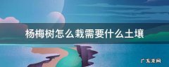 杨梅树要怎么种 杨梅树怎么栽需要什么土壤