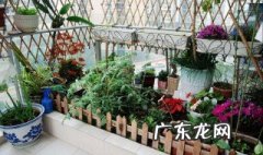 阳台种植蔬菜好么 阳台种植蔬菜好么吗