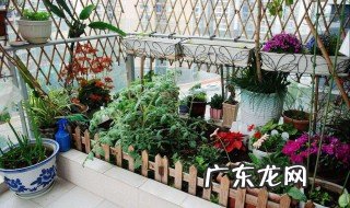 阳台种植蔬菜好么 阳台种植蔬菜好么吗