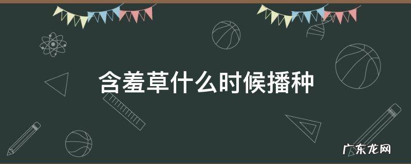 含羞草什么时候播种 含羞草什么时候播种什么时候开花