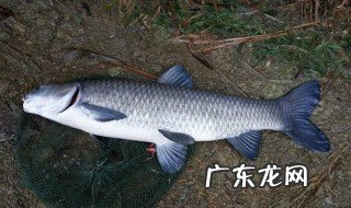 四大家鱼如何养殖 四大家鱼养殖前景如何