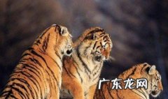 老虎一生生几胎?一胎生几只? 老虎一生生几胎?一胎生几只呢