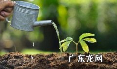 植物为什么要浇水施肥松土 植物为什么要浇水
