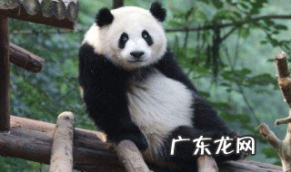 野生大熊猫什么季节发春 哪个季节是野生大熊猫发情期