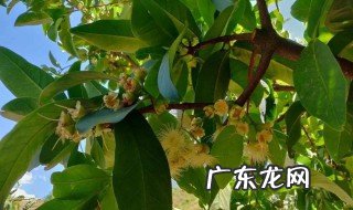 锌元素在果树上的作用是什么 锌元素在果树上的作用