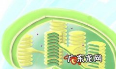 叶绿体中的基粒有什么作用 叶绿体的基粒有什么作用