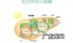 光合作用的光饱和点是什么 光合作用光饱和点图解